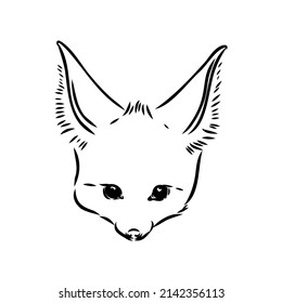 Vector illustration of a young fennec fox walking. fox fenek vector sketch