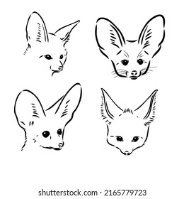 Vector illustration of a young fennec fox walking. fox fenek vector sketch