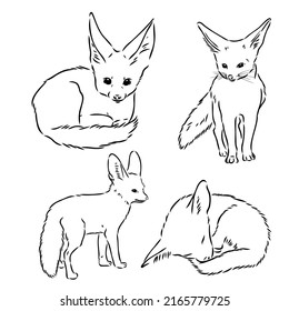 Vector illustration of a young fennec fox walking. fox fenek vector sketch