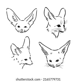 Vector illustration of a young fennec fox walking. fox fenek vector sketch