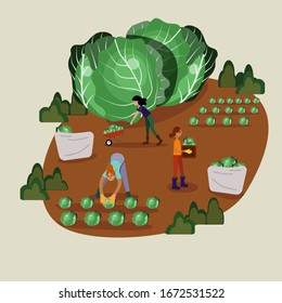 Vector illustration of young girls harvesting cabbage in large bags on the background of giant cabbage heads. Farm work or work in the garden with the use of manual labor and gardening tools