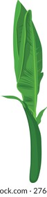 Vector illustration of a young green banana leaf sprout isolated on white