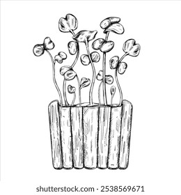 Ilustração vetorial de brotos de rabanete jovem germinando verde. Uma planta para vasos domésticos e jardinagem de quintal para ícone ou logotipo e gravura preta. Microverduras orgânicas para alimentos saudáveis, pratos, dietas