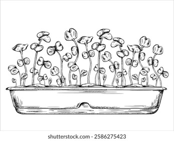 Vector illustration of Young green sprouting radish sprouts from seeds. A plant in pot drawn in black ink graphically. Organic micro-greens for healthy food, dishes, salads. Garden inside the house
