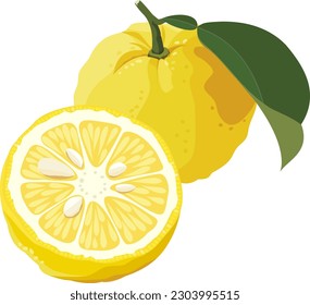 Vector Illustration of Yuzu Japanese Citrus Set