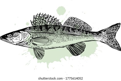 the vector illustration of the zander fish