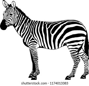 vector illustration of zebra drawing style