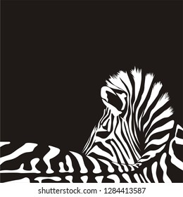 vector illustration zebra graphic