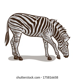 Vector illustration of a zebra isolated on a white background