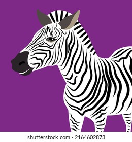 Ilustración vectorial de cebra aislada en fondo violeta