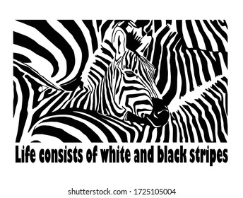 Vector illustration of a zebra. Monochrome pattern for t-shirts.