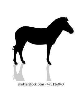 Vector illustration of a zebra on white background.