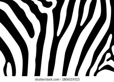 Vector illustration of zebra pattern, animal skin, tiger stripes