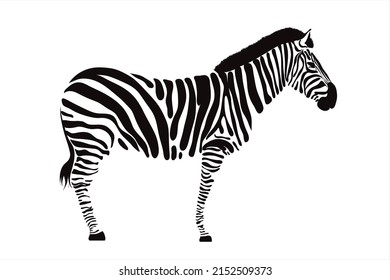 Vector illustration of zebra. Symbol of wild animal of Africa and zoo.