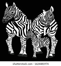 Vector illustration of zebra's family on black background