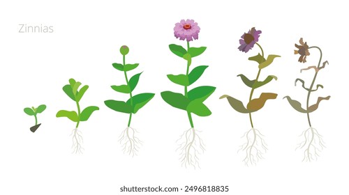 Ilustración vectorial de las etapas de crecimiento de Zinnia. Incluir plantas marchitas y secas