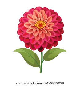 Vector of illustration zinnia on white