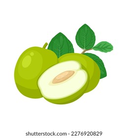 Vector illustration, Ziziphus mauritiana, also known as Indian jujube, Indian plum, Chinese date, Chinee apple, isolated on white background.