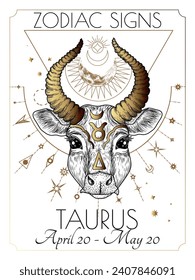 Vector illustration of zodiac signs. Taurus in white and gold colors in engraving style