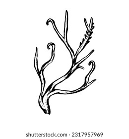 Vector illustration of Zosterophyll - extinct arborescent plant from Silurian Period - hand drawn paleobotanical art 