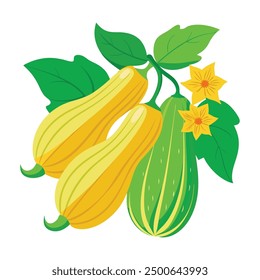 vector illustration of zucchini-flowers vegetable