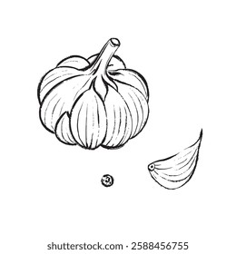  Vector illustrationBlack and white vector drawing of a garlic bulb, clove, and seed. Suitable for botanical illustrations, packaging, logos, prints, design, and culinary projects.