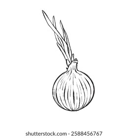 Vector illustrationBlack and white vector line drawing of a sprouting onion. Suitable for cookbooks, packaging, design, illustrations, logos, prints, and educational materials.