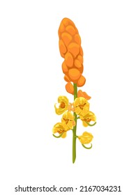 Vector illustration,candle bush flower or senna alata isolated on white background, herbal medicinal plant.