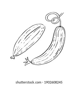 Vector illustration.Cucumber sketch icon with a single line on an isolated white background. Vegan organic fresh cucumber, line drawing. Black outline.