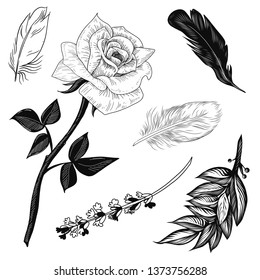 Vector illustratione cute rose, lavender, feathers and bay leaves set black and white isolated on white background for advertising