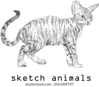 vector illustration,hand drawn cat art sketch isolated on white background, For children's coloring book or science illustration.