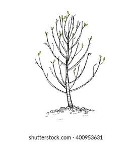 Vector illustration.Hand sketch doodle style of the tree