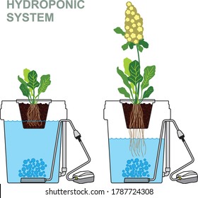 Vector illustration-Hydroponic system for growing different plants, strawberries, lettuce, oranges without soil, home garden installation.