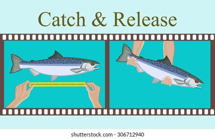 Vector illustration.Measurement of fish caught and release her.