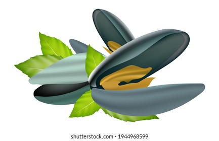 Vector illustration,Mussels with Basil on white background