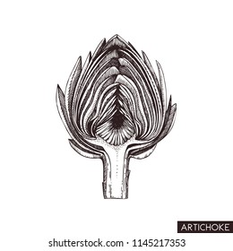 Vector illustrations of artichoke.  Hand drawn vegetable in engraved style. Healthy food drawing. Fresh and organic farm product for menu design.