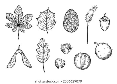 Vector illustrations of autumn engraved forest plants. Hand drawn pine cone, alder leaves, chestnut, oak, hazelnut, birch, fall flowers. The image created without any artificial intelligence software