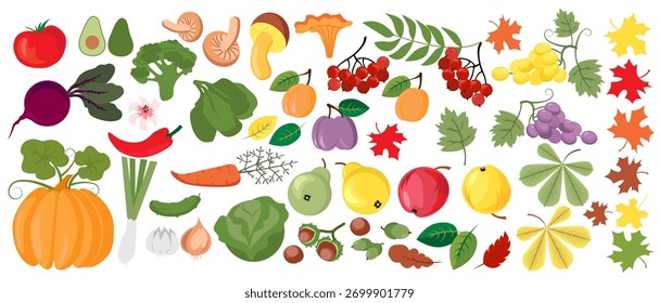 Ilustrações vetoriais de objetos de outono: frutas e legumes, colheita, folhas de árvores, plantas, abóbora. Desenhos à mão livre de conjunto de queda bonito.