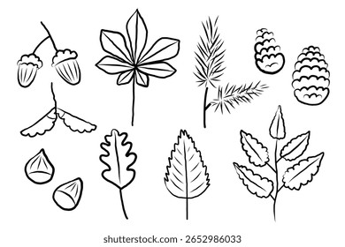 Ilustrações vetoriais de plantas de outono, folhas de amieiro, bétula, bolotas, cones, carvalho e folhas de castanheiro, ramo de coníferas, nozes, flores de queda. Doodle para o Dia de Ação de Graças, estação outonal, evento, comida, chá