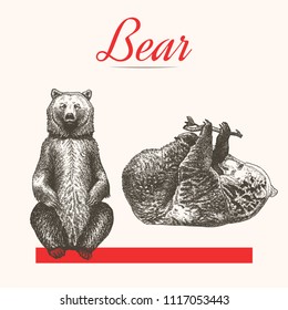 Vector illustrations of bears