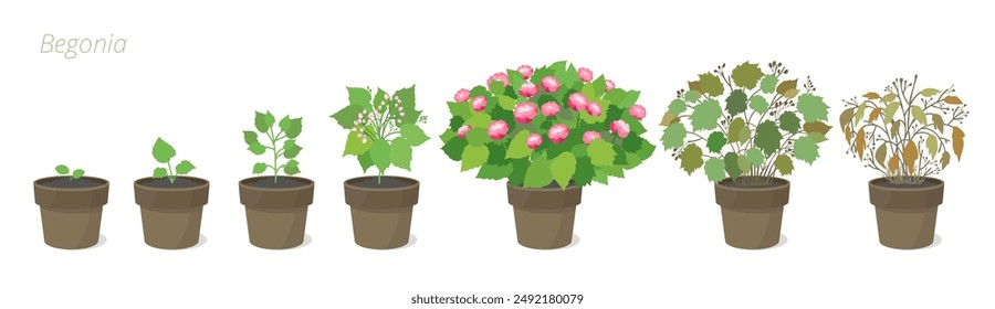 Ilustraciones vectoriales de Begonia Floración en maceta. Cuidando las plantas de la casa. Ciclo de vida floral.