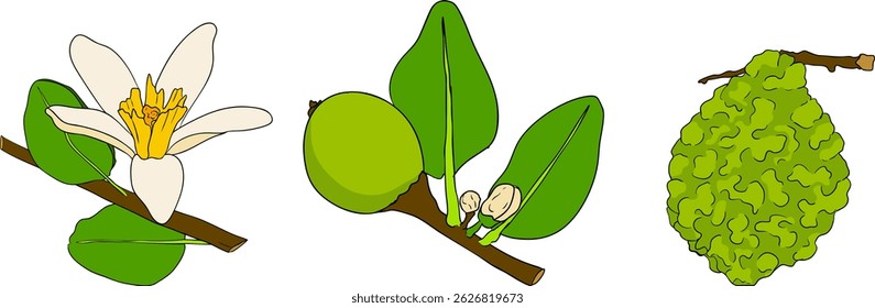 Vector illustrations of bergamot fruit lifecycle: flowers, green fruit, and sliced ripe fruit. Perfect for botanical designs, food packaging, or wellness branding. Clean lines, vibrant colors, and nat