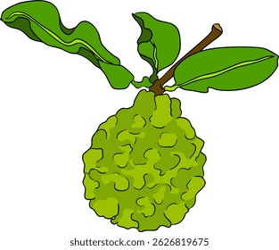 Vector illustrations of bergamot fruit lifecycle: flowers, green fruit, and sliced ripe fruit. Perfect for botanical designs, food packaging, or wellness branding. Clean lines, vibrant colors, and nat