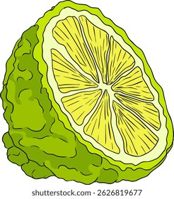 Vector illustrations of bergamot fruit lifecycle: flowers, green fruit, and sliced ripe fruit. Perfect for botanical designs, food packaging, or wellness branding. Clean lines, vibrant colors, and nat