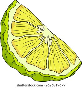 Vector illustrations of bergamot fruit lifecycle: flowers, green fruit, and sliced ripe fruit. Perfect for botanical designs, food packaging, or wellness branding. Clean lines, vibrant colors, and nat