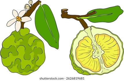 Vector illustrations of bergamot fruit lifecycle: flowers, green fruit, and sliced ripe fruit. Perfect for botanical designs, food packaging, or wellness branding. Clean lines, vibrant colors, and nat
