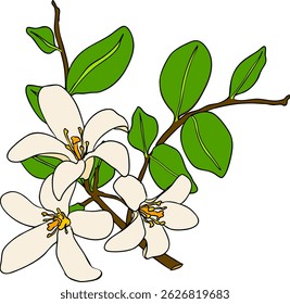 Vector illustrations of bergamot fruit lifecycle: flowers, green fruit, and sliced ripe fruit. Perfect for botanical designs, food packaging, or wellness branding. Clean lines, vibrant colors, and nat