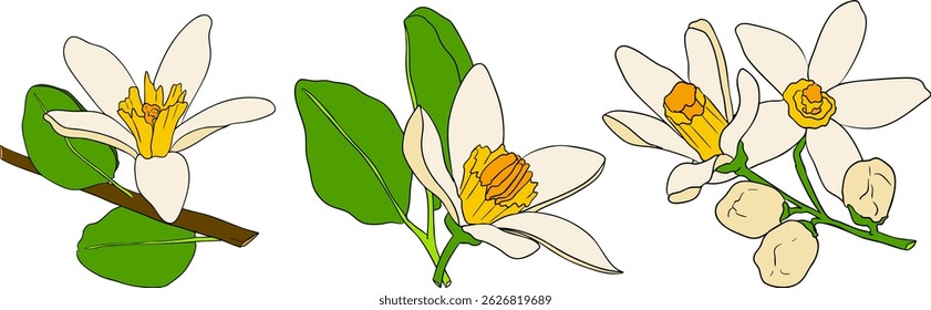 Vector illustrations of bergamot fruit lifecycle: flowers, green fruit, and sliced ripe fruit. Perfect for botanical designs, food packaging, or wellness branding. Clean lines, vibrant colors, and nat