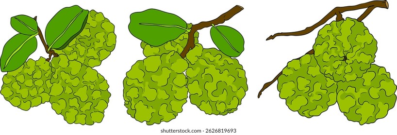Vector illustrations of bergamot fruit lifecycle: flowers, green fruit, and sliced ripe fruit. Perfect for botanical designs, food packaging, or wellness branding. Clean lines, vibrant colors, and nat