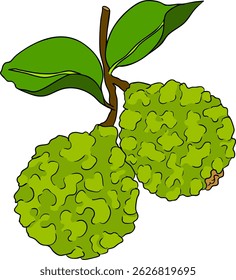 Vector illustrations of bergamot fruit lifecycle: flowers, green fruit, and sliced ripe fruit. Perfect for botanical designs, food packaging, or wellness branding. Clean lines, vibrant colors, and nat